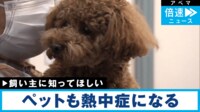 ペットの熱中症_環境省が注意喚起