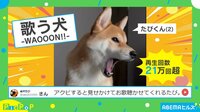 【映像】「犬用のリラックス音楽流してるんやけど…」アクビすると見せかけて歌う犬