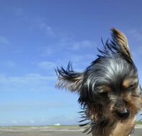 坂上忍『ギンジとリク』