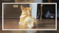 【映像】お尻丸見えコーギーの “3ステップで床ペタ”