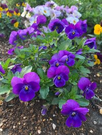 小林麻耶『3/13 &まいこさんへ』