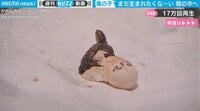 孵化したけど…「まだ生まれたくな～い」 再び殻に戻った亀の赤ちゃん、貴重映像が話題