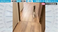 【映像】猫の尻尾が“ぴょこん”
