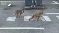 人気温泉街にサルの大群　神奈川・湯河原町で年6000件被害　15匹に襲われ男性搬送も