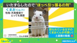 チンチラに“ほっぺ引っぱるの刑”を執行したら「お顔がすごくいいんよw」「かわかわかわ！！」と絶賛