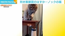 利き腕確認のはずが飼い主の特訓に？ 目の前の箸置きを左右に“ノック”する猫