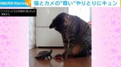 ミニカーを交互に押し合う猫とカメ “尊い”やりとりにネット民悶絶「癒される～ かわいい～」「なんて平和な世界」