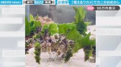 「とってもお似合い」増えるワカメで“おめかし”するカニに「フリフリフリルみたいで素敵」「おしゃれです！」と絶賛の声