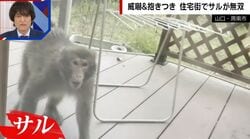 女性の後ろから近づき…足にギュッ “抱きつきザル”の正体は？専門家は「メスを探している“オスザル”の可能性」を指摘