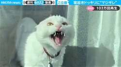 寝起きドッキリに猫が“激おこ”…飼い主に“戦慄”の一部始終を捉えた映像が「まるでホラー」と話題