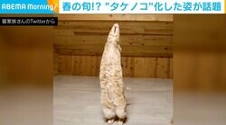 「本気で間違えました」「2ニョッキ!!」 完全に“タケノコ化”した猫が話題