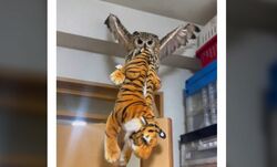 狩猟本能が目覚めてしまった？ フクロウがトラを狩って“ドヤ顔”アピール　想像がつかない「一人遊び」をする貴重な瞬間