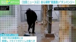 ほうきとちりとりを両手に “意識が高い”チンパンジーが話題に