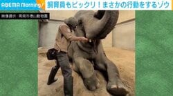 自分の牙を鼻で…ゾウの賢すぎる行動が、SNSで絶賛の嵐「なんていい子なんだろう…」「もう家族ですね」