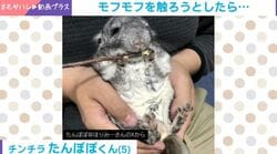 チンチラのおなかを触ろうとした瞬間→謎のポーズ披露 「何この両手は」「すしざんまいポーズ」と反響