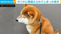 “意外な動物”に間違えられた柴犬 散歩中の出来事に「気にすんな」「大丈夫」と励ましの声