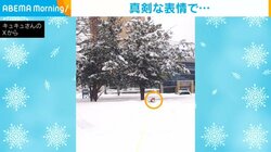 「ズームしてみると…」突然フリーズした柴犬 ぽつんと雪に浸かる“表情”に飼い主爆笑