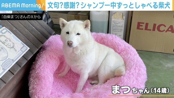 柴犬まつちゃん