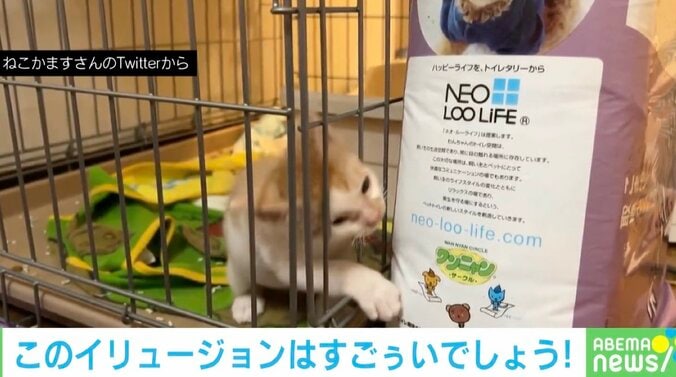 ケージの中の子猫がまさかのイリュージョン？脱出の決定的瞬間に「通り抜けの術」「最後のドヤ顔がまたキュート」の声 1枚目