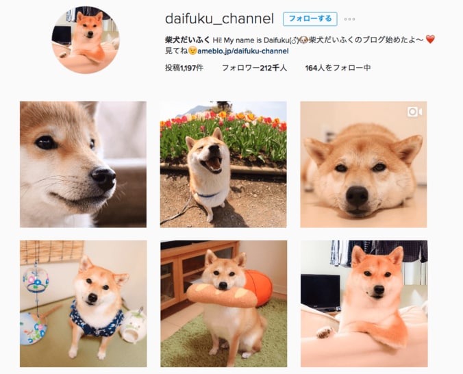 柴犬だいふく VS 赤べこさん  上下に動く首に「友達になれるかな…？」 3枚目