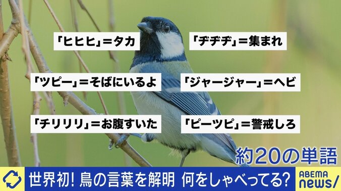 世界初「鳥の言葉を証明」 注目の研究者に聞く、動物たちは何をしゃべってる？ 「人間中心の先入観から脱却して世界を見直すべし」 2枚目