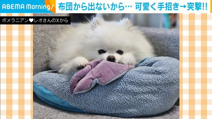 ポメラニアンのレオくん