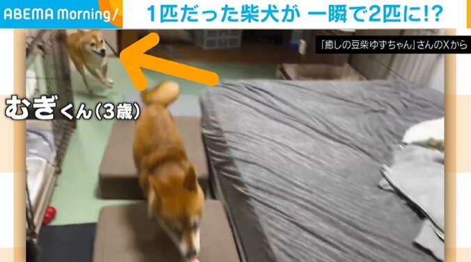 1匹の柴犬が一瞬で2匹に!?