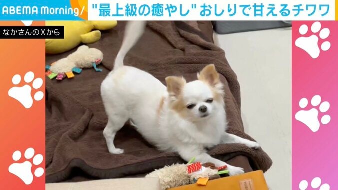 チワワのいずも丸くん