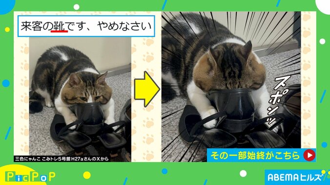 オス猫・にゃにゃくん（10歳）