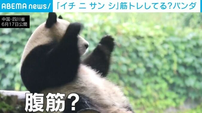 パンダ