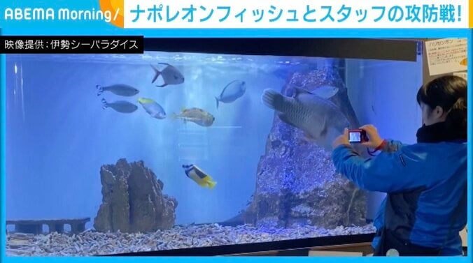 ナポレオンフィッシュ