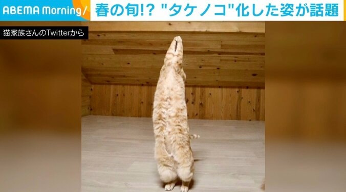 「本気で間違えました」「2ニョッキ!!」 完全に“タケノコ化”した猫が話題 1枚目