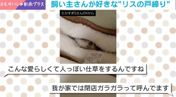 リチャードソンジリスのゆずちゃん