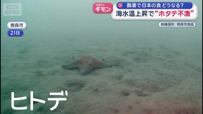 ヒトデ