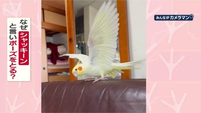 ポーズを決めるのはなぜ？