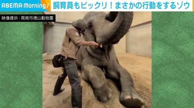 スリランカゾウのミリンダくん