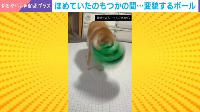 柴犬のちびこちゃん