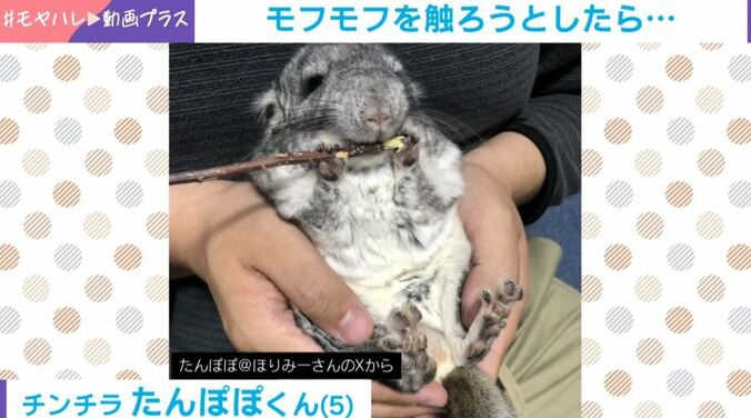 チンチラ・たんぽぽくん