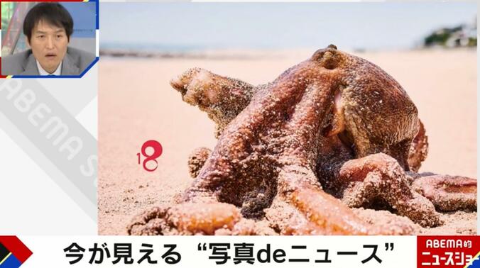 【写真・画像】官能的すぎる生き物？ 水産加工会社の四代目が作った明石ダコのグラビア写真集が話題「タコの美しさを伝えるのは僕の使命」　1枚目