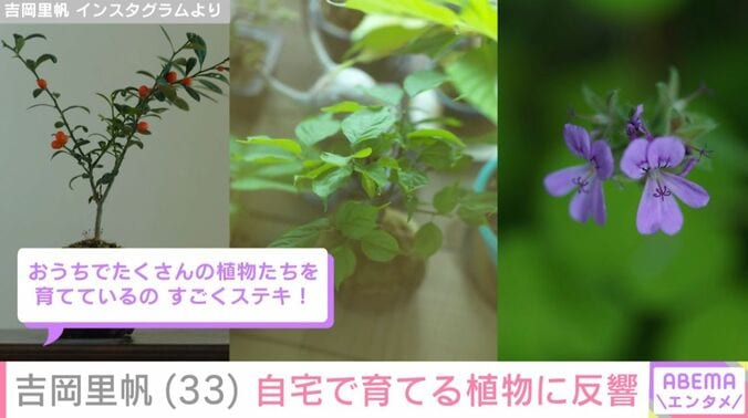 植物