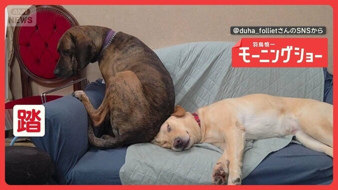 「どうしても座りたいワン」ソファの隅っこに割り込む犬　申し訳ない気持ちなの？ 1枚目