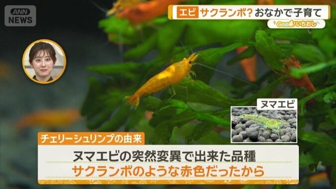 チェリーシュリンプ