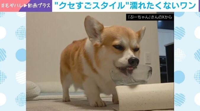 ぷりん姫ちゃん