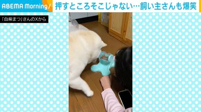 白柴のまつちゃん