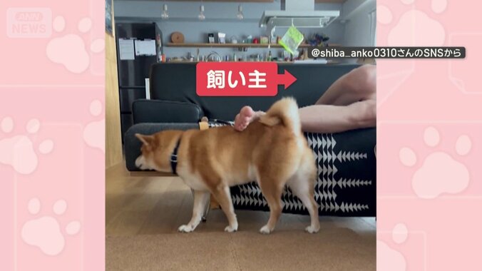 飼い主の足に近づく