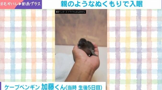 ペンギンの加藤くん