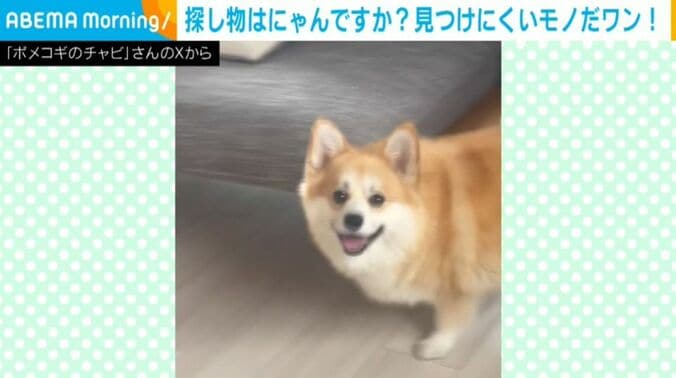 チャビちゃん