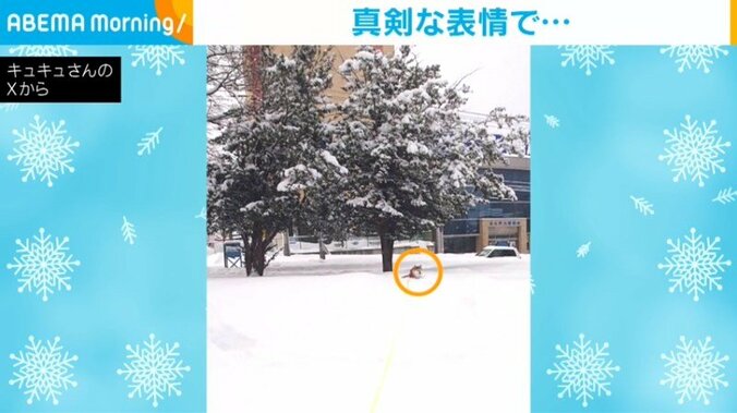 柴犬の九ちゃん（7歳）