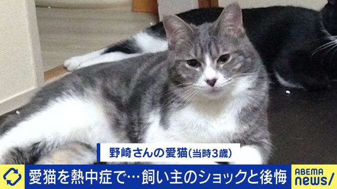 熱中症で命を落とした猫、元気だった当時の様子
