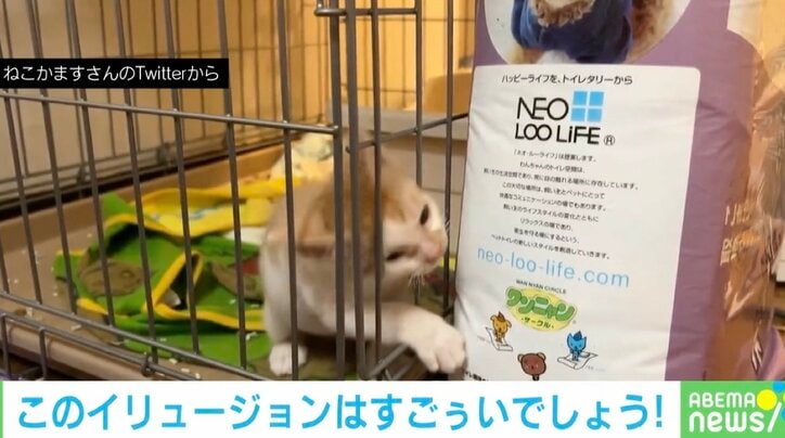 ケージの中の子猫がまさかのイリュージョン？脱出の決定的瞬間に「通り抜けの術」「最後のドヤ顔がまたキュート」の声